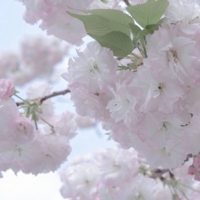 长安FurryQQ群介绍